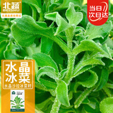 北蔬 冰菜种子苗水晶冰草阳台种盆栽四季蔬菜种籽 水晶冰菜种子1000粒