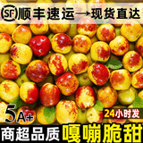 正宗沾化冬枣新鲜水果枣子5斤大枣应季脆甜鲜枣特级整箱冰糖包邮 3斤 特大果精选装【推荐】