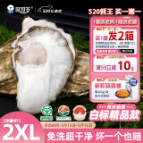 贝司令（BEISILING）【鲜活】乳山生态生蚝牡蛎贝类烧烤源头直发2XL净重4斤 13-17只装
