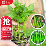 大禹正宗樟树|港辣椒苗带土秧苗活苗树苗湖南章树港树大苗种苗批发 二荆条线椒/樟树|港辣椒苗各30棵