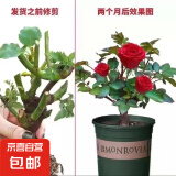 玫瑰老桩花苗室内外盆栽地栽阳台四季开花好养易活花卉月季苗秧 混色系【5颗随机】