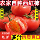 西红柿水果沙瓤番茄多汁新鲜蔬菜生鲜减肥减脂京东买菜 西红柿 4斤 家庭装