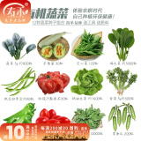 寿禾 20天鸡毛菜种子四季小青菜春夏蔬菜小白菜油菜上海青阳台菜籽 12种蔬菜种子套餐+工具+2包肥