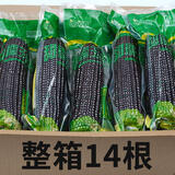 问君 【24年新货】头茬黑玉米粘黏甜糯玉米棒营养代餐黄白苞米玉米 【全家分享】黑糯玉米14支*220g