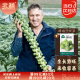 北蔬孢子甘蓝菜种子种苗小包菜卷心菜蔬菜种籽 绿孢子甘蓝种子20粒