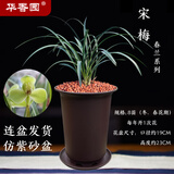 华香园春兰老八种【宋梅】兰花苗浓香型养兰入门室内耐阴绿植花卉 宋梅8苗带盆(棕色盆)不带花苞
