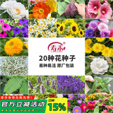 寿禾 花种子苗薄荷波斯菊太阳花格桑花向日葵花种籽 20种花草种子套餐