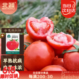 北蔬 水果西红柿种子种苗老品种大粉沙瓤菜种籽 粉果西红柿种子100粒