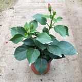 春沭扶桑花苗四季重瓣盆栽红色朱瑾牡丹草花卉植物室内阳台开花绿植物 粉色扶桑 不含盆