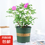 盆载植物食用玫瑰花苗大马士革玫瑰平阴玫瑰月季花苗四季开花浓香 5年苗（粗壮  分支多）约40-50高 不含盆