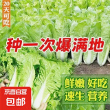 【随种随吃】快菜四季奶油快菜耐热抗病蔬菜快速生长蔬菜种子 快菜种子 5包约5000粒