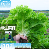寿禾 生菜种子四季播紫色夏秋蔬菜莱种紫叶家庭种寿光菜籽叶菜种籽 【生长势强】绿罗莎生菜种子 10g