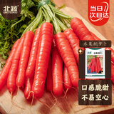 北蔬 水果红胡萝卜种子苗夏秋季脆甜蔬菜籽 卓脆水果胡萝卜种子2000粒
