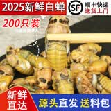 莲山九鲜山东大号金蝉知了猴 生鲜冷冻生爬叉知了龟 非熟食烧烤食材冷链 大号白蝉200只装（新）