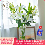 悦多彩AB级优质香水百合 家庭办公室各色生活鲜花 昆明基地 现采直发 白色百合10朵（双头5枝）