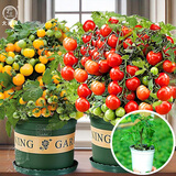 大禹矮生番茄苗盆栽小西红柿苗带土秧苗种子圣女果树苗寿光水果蔬菜苗 盆栽红/黄矮生小番茄各1盆带盆土