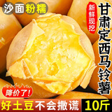 定西土豆2025年新挖粉糯面沙高山洋芋马铃薯甘肃定西美食特产 净重5斤中果【单果3两起】