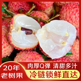土八鲜【顺丰/JD】福建桂味荔枝 新鲜水果老树糯米糍礼盒 净重4.5斤分享装（超高回购） 三重锁鲜（保温袋+冰袋+泡沫箱）