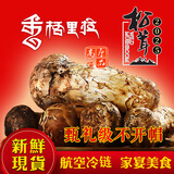 高原云品【不开帽】松茸新鲜  顺丰速达 香格里拉野生菌 送礼品袋 【甄选不开帽】6-8CM 净重1000克