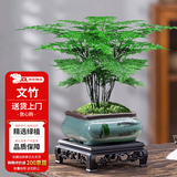 花翁盆栽植物中式禅意盆景创意绿植 文竹+四方山水盆+底架源头直发