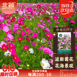 北蔬 波斯菊野花种子苗四季开好种盆栽花卉籽 格桑花种子20g约2000粒