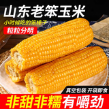 山东老式笨玉米黄玉米有嚼劲传统非转基因玉米棒不甜不糯粗粮代餐 9根大果【249-296g】