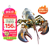 鲟食 波士顿龙虾冰鲜冷冻大波龙澳龙大龙虾生鲜虾类夜宵送礼 波士顿龙虾【生冻】 700-800g/只