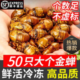 妙普乐知了猴新鲜活体【顺丰多地次日达】2025新货鲜活冷冻金蝉爬叉蝉蛹 【精选A级】金蝉50只