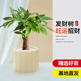 京云梦发财树小盆栽花卉办公室开绿植北欧ins风提拉米苏源头直发