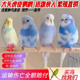 万宠汇 鸟活体虎皮鹦鹉笼养牡丹玄风活鸟学说话手养小太阳鹦鹉和尚鹦鹉 随机大头虎皮鹦鹉1只公母可备注