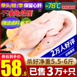 柒岛大鹅生鲜整只鹅肉大白鹅老鹅新鲜农家散养土鹅烤鹅煲汤红烧批发 大鹅杀后5.5-6斤【甄选大白鹅】