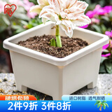 爱丽思（IRIS）圆形球跟植物环保树脂花卉盆栽植物园艺阳台塑料花盆 方形球根盆7.6L 直径27暖米色
