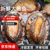 特大号鲜活鲍鱼新鲜冷冻鲍鱼批发鲍鱼冷冻鲍鱼新鲜大号 8头鲍*3袋【24只装】