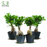 南靖艾莹绿植 人参榕 长寿榕 中小型榕树盆景 室内办公室桌面植物盆栽茶桌花卉 长寿榕1盆，带原培养盆发货