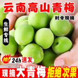 志褚 新鲜青梅鲜果 高山云南青梅果鲜酸脆梅子泡酒青梅酵素 青梅【中果1斤】