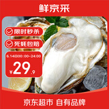 鲜京采【活鲜】生蚝4斤 2XL 14-17只装 源头直发  海鲜水产 
