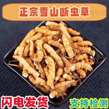 鹿章堂冬虫夏草断草高海拔精品断虫草断草虫草冬虫夏草滋补养生多买多惠 藏区大断草10克装（送1克发11克）