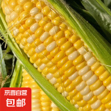 【甜水果玉米】种子生吃非转基因四季播种杂交檽玉米甜脆玉米种子 水果玉米种子 5包约251粒