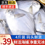 朵芙青岛海捕银鲳鱼 净重4斤 白鲳扁鱼平鱼 海鱼 生鲜鱼类 海鲜水产 8-10条/斤 4斤码头直供