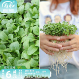 寿禾 20天鸡毛菜种子四季小青菜秋季蔬菜小白菜油菜上海青阳台菜籽 50g鸡毛菜种+100g青萝卜苗种子
