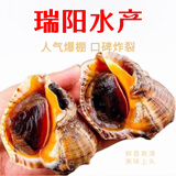 瑞阳水产丹东东港鲜活大香螺大海螺生蚝鲍鱼海螺扇贝特大野生螺 中海螺 500克 8-10只