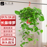 九千谷长藤绿萝盆栽植物爬藤垂吊绿植花卉盆景家用好养1盆源头直发