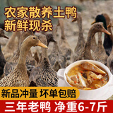 岽鲜 新鲜土鸭麻鸭3年老鸭子  农家散养老鸭新鲜冷冻鸭肉整只 三年老鸭 6-7斤