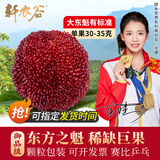 轩农谷 正宗仙居杨梅新鲜东魁大杨梅现摘现发特大乒乓杨梅时令水果礼盒 19A单果30-35g 96颗