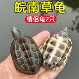 京喜自营-专用品牌安徽中华草龟外塘纯种金线观赏水龟情侣招财墨龟宠物小龟活物 1只龟活动款+龟粮 2-3厘米