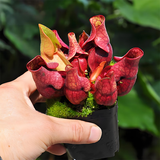 猪笼草盆栽植物花卉室内驱蚊草绿植阳台捕虫草食虫草吊兰好养活 约5-8cm紫红瓶子草（自吸盆）