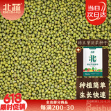 北蔬 绿豆种子芽苗菜豆子种水培土盆栽蔬菜种籽 绿豆芽苗菜种子500g