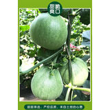 【新鲜头茬】山东绿宝石甜瓜新鲜水果瓜孕妇水果现摘现发水果 5斤净重4.5斤 单果160g+
