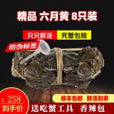 【活蟹】阳澄高高大闸蟹 现货鲜活特大螃蟹公蟹母蟹 活蟹生鲜礼盒 精品六月黄8只礼盒装3.0-3.3 苏州精挑蟹