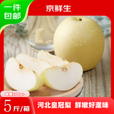 京鲜生 河北老树皇冠梨 净重5斤 单果200g+ 生鲜水果 源头直发包邮